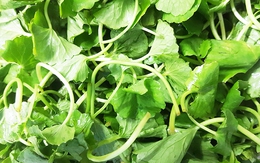 Loại rau được ví như "nhân sâm xanh" của Việt Nam, giá rẻ, nghiền thành bột xuất khẩu sang Hàn, Nhật, Mỹ