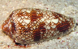 Hàng triệu người toát mồ hôi lạnh khi thấy con ốc này