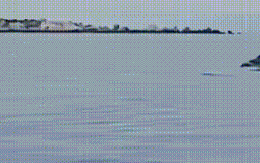 Đã mắt ngắm hàng chục con cá heo 'nhảy múa' giữa biển Hòn Cau