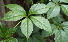 Men gan tăng gấp 25 lần, suy gan cấp chỉ vì dùng giảo cổ lam sai cách