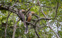 Loài chim quý hiếm bất ngờ xuất hiện ở vùng rừng núi Quảng Trị