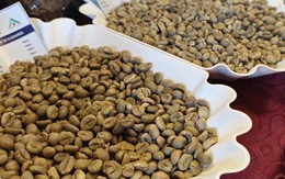 Giá cà phê hôm nay 14-10: Tăng tốt đầu tuần
