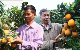 Bỏ việc ở Bệnh viện Quân y, người đàn ông về Sơn La trồng thứ cây lạ đời “ra quả không biết mệt” rồi thành tỷ phú