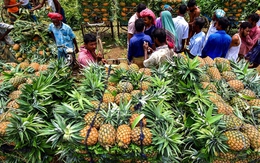 Không phải sầu riêng, loại quả của Việt Nam sang Nga đắt hàng kỷ lục: xuất khẩu tăng hơn 400%, sản lượng 860.000 tấn/năm