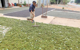 Một mặt hàng của Việt Nam đang làm mưa làm gió tại Mỹ: Chiếm thị phần bằng các đối thủ cộng lại, thế giới ngày càng khan hiếm