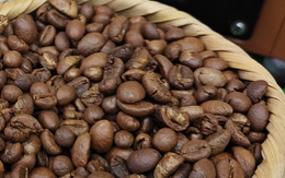 Giá cà phê hôm nay 15-10: Arabica tăng dữ dội