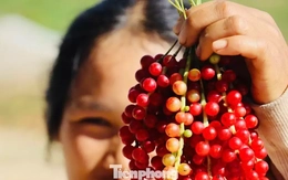 'Hạt ngọc trời' là gì, đắt đỏ ra sao mà người dân kéo nhau lên núi tìm kiếm?