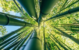 Phát minh "có thể thay đổi thế giới" của Trung Quốc: "Vàng" trong tre, chi 2.300 USD thu được 1 tấn