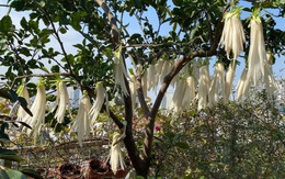 Loại rau đang vào vụ bổ ngang nhân sâm tổ yến, chợ Việt bán 20.000 đồng/kg, không mua phí quá