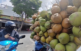 Rõ lý do giá dừa tươi rớt thảm