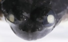 Câu chuyện có thật về sinh vật duy nhất trên hành tinh có thể ấp trứng trong dạ dày và 'đẻ con' bằng miệng