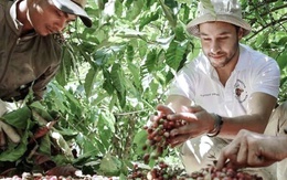 Giá cà phê hôm nay 17-10: Robusta tăng tiếp