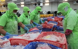 Xuất hiện thị trường trọng điểm mới của cá tra Việt