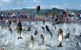 'Vua cá tra' báo lãi 9 tháng đầu năm gấp 18 lần cùng kỳ, cổ phiếu tăng hơn 60% từ đầu năm