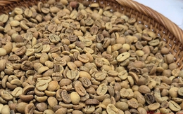 Giá cà phê hôm nay 18-10: Robusta hạ nhiệt