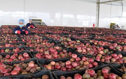 Một 'sản vật' triệu USD của Việt Nam được Trung Quốc ồ ạt thu mua, nước ta là nhà xuất khẩu top 10 thế giới