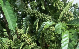 Giá cà phê hôm nay 19-10: Vào vụ vẫn tăng, nhờ đâu?