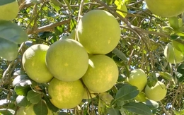 Huế vào mùa quả ngọt thanh, ruột giòn, hương thơm không nơi nào có