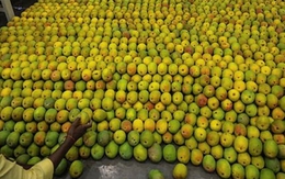 Loại quả của Việt Nam khiến cựu Đại sứ Hoa Kỳ phải xuýt xoa khen ngợi 'ngon nhất thế giới': Trung Quốc siêu mê, diện tích trồng hơn 110.000 ha