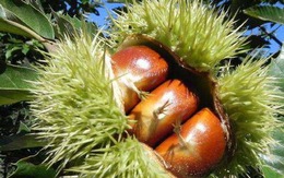 "Vua của trái cây khô" đang vào mùa, tốt ngang nhân sâm thuốc bổ, giá hơn 50.000 đồng/kg