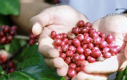 Giá cà phê hôm nay 2-10: Tăng vọt khó tin