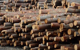 Mỹ đổ hơn 6 tỷ USD săn 'cây kim tiền' của Việt Nam: thuế  nhập khẩu 10%, Việt Nam là ông trùm đứng thứ 5 thế giới