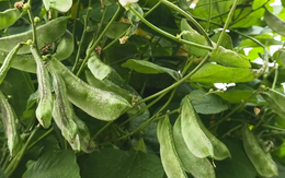 Việt Nam sở hữu ‘kho báu’ vắt vẻo trên giàn: Giá chỉ 100.000 đồng/kg, được danh y nổi tiếng hết lời ca ngợi