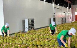Xuất khẩu sầu riêng tăng mạnh