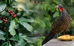 Giống đến 90% cà phê chồn từ Việt Nam, quốc gia đối thủ đang nhân giống một loại cà phê chim có giá 35 triệu đồng/kg – được khắp Á, Âu săn đón