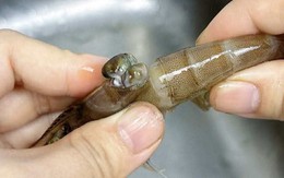 Có nên bỏ chỉ tôm không? Một ngư dân 60 tuổi xua tay "đừng làm thế nữa, chưa đủ đâu!"