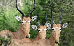 Bí ẩn về loài linh dương 4 mắt: Chỉ còn lại chưa đến 500 con trên khắp hành tinh