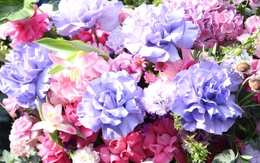 Hoa 'nhà giàu' mỗi bông giá 1 triệu đồng vẫn đắt khách dịp 20/10