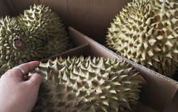 Giá sầu riêng hôm nay 20-10: Sầu riêng hết mùa, khan hiếm sao giá bất ngờ giảm sâu?