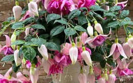 5 loại hoa “phá tiền” thường thấy trong nhà – trông đẹp nhưng lại khiến tài vận tiêu tán, nên bỏ ngay