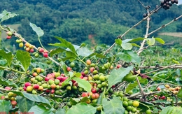 Giá cà phê hôm nay 21-10: Arabica leo đỉnh, Robusta Việt có cơ hội vàng