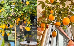 Gieo vài hạt chanh cho vui - ai dè 6 năm sau, cả ban công vàng rực quả!