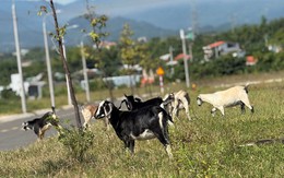 Cụm Công nghiệp Cẩm Lệ xây xong... để đó