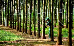 Hái "quả ngọt" từ Campuchia: Doanh nghiệp ngành cao su lãi đột biến tăng 60%