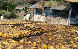 Sản vật tỷ đô giúp Việt Nam trở thành ông trùm của thế giới: Thu về 1,6 tỷ USD kể từ đầu năm, hơn 140 quốc gia đang mua hàng