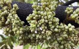 Trung Quốc chi tiền cao kỷ lục để nhập một mặt hàng từ Việt Nam