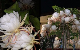 Sau 5 năm kiên trì, chồng tôi khiến cả xóm ngỡ ngàng: Cây hoa Quỳnh nở rộ hóa thành “tiên nữ giữa đêm”