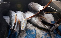 Không phải sầu riêng, 'siêu thực phẩm' của Việt Nam sang Thái Lan thành hàng hot: thu về hơn 700 triệu USD, 100 thị trường tranh nhau 'chốt đơn'