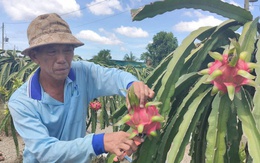 Giá nông thủy sản miền Tây: Trái thanh long "bán rẻ như cho" tại vườn