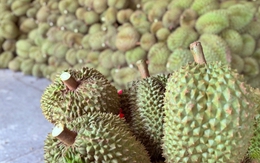 Xôn xao thông tin các kho ngừng thu mua sầu riêng: Thương lái, nhà vườn lo lắng
