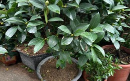 Trồng đúng loài cây này trước cửa: Gia đạo vững như núi, đời con cháu càng ở càng thịnh