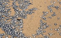 Phát hiện kho báu đồng xu rải rác trên bãi biển: Sự thật đằng sau "nổi da gà"