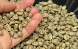 Giá cà phê hôm nay 24-10: Quá kịch tính