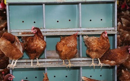 Giá trứng gà bất ngờ tăng vọt, tiến sát mốc 4.000 đồng/trứng
