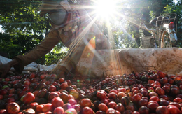 'Vàng' của người nông dân Việt vào mùa ‘lấp lánh’ - Xuất khẩu phá đỉnh lịch sử 8 tỷ USD, giá liên tục tăng phi mã vì đâu?