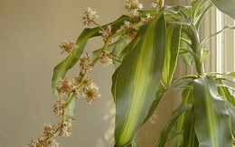 7 cây trồng hướng Nam giúp vận khí hanh thông, tiền của vào như nước